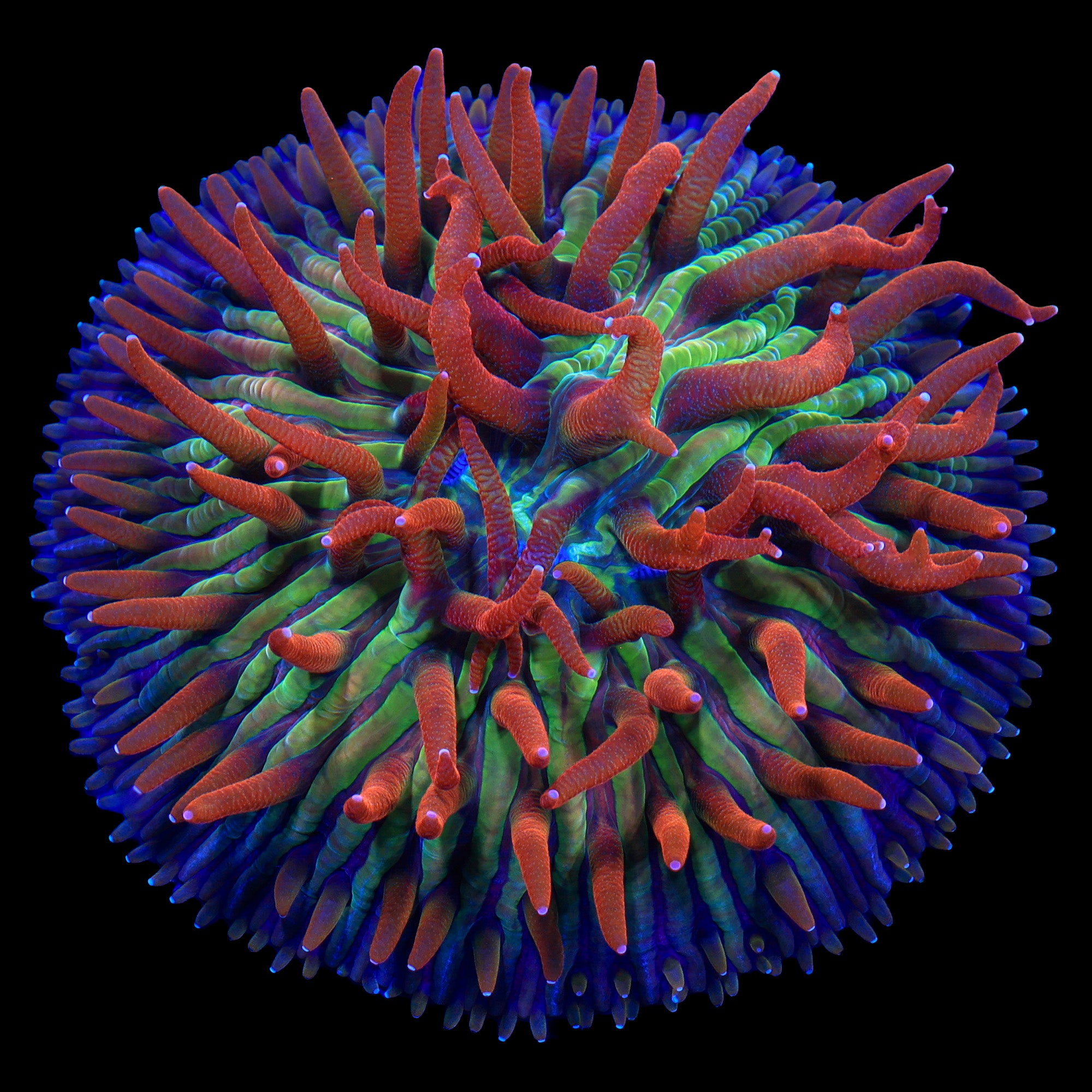 Rainbow Diaseris Plate