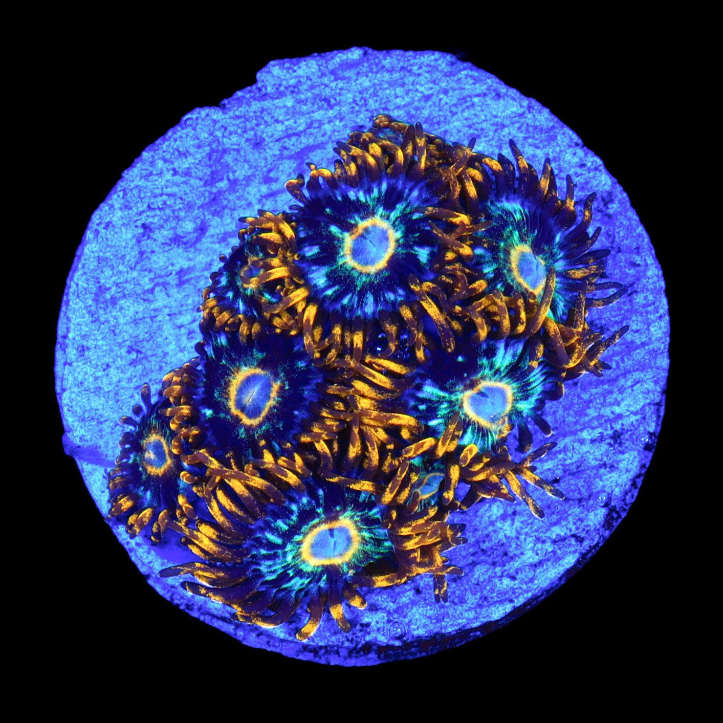 Murder Hornet Zoanthid Mini Colony