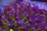 Glitterbomb Goniopora Frag