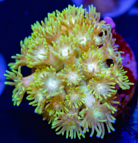 Yellow Goniopora