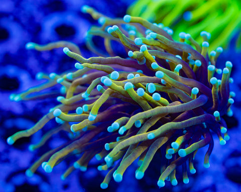 Dragon Soul Torch Coral