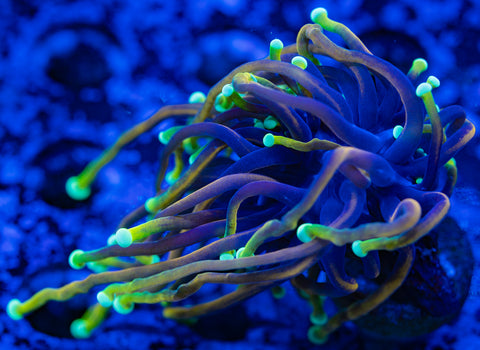 Dragon Soul Torch Coral