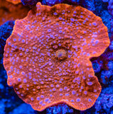 Orange Discasoma Mushroom