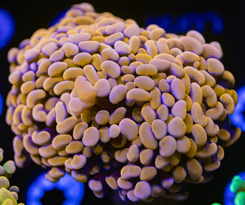 Orange Branching Hammer (splitting)