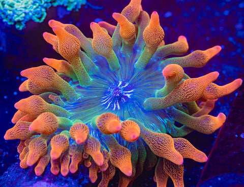 Rose Bubble Tip Anemone