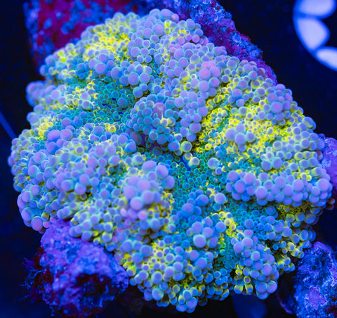 Solomon Islands Rainbow Yuma Mushroom