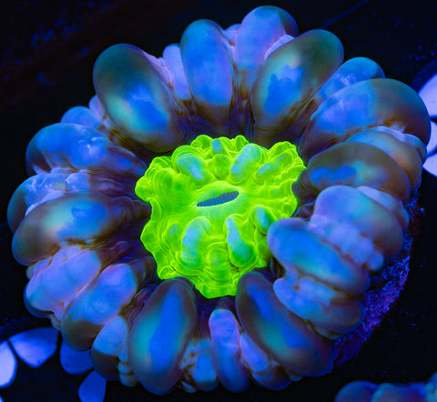 Green Center Cynarina