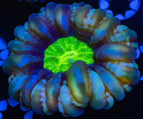 Green Center Cynarina