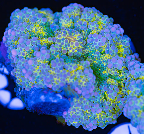 Solomon Islands Rainbow Yuma Mushroom