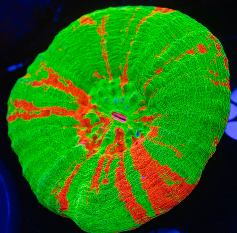 Bleeding Apple Scoly