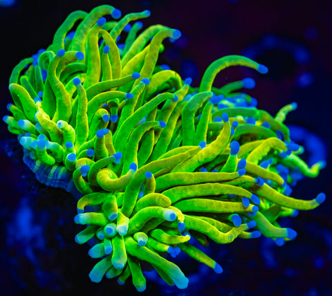 Holy Grail Torch (Multiple Heads)