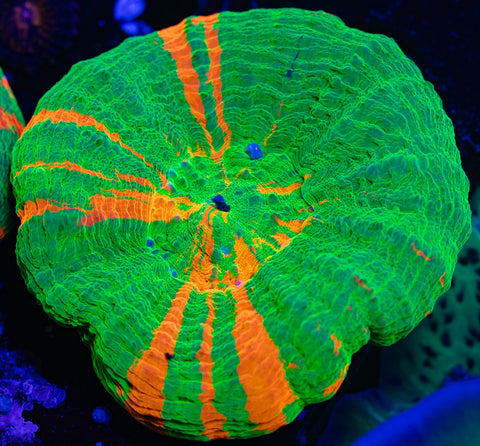 Bleeding Apple Scoly