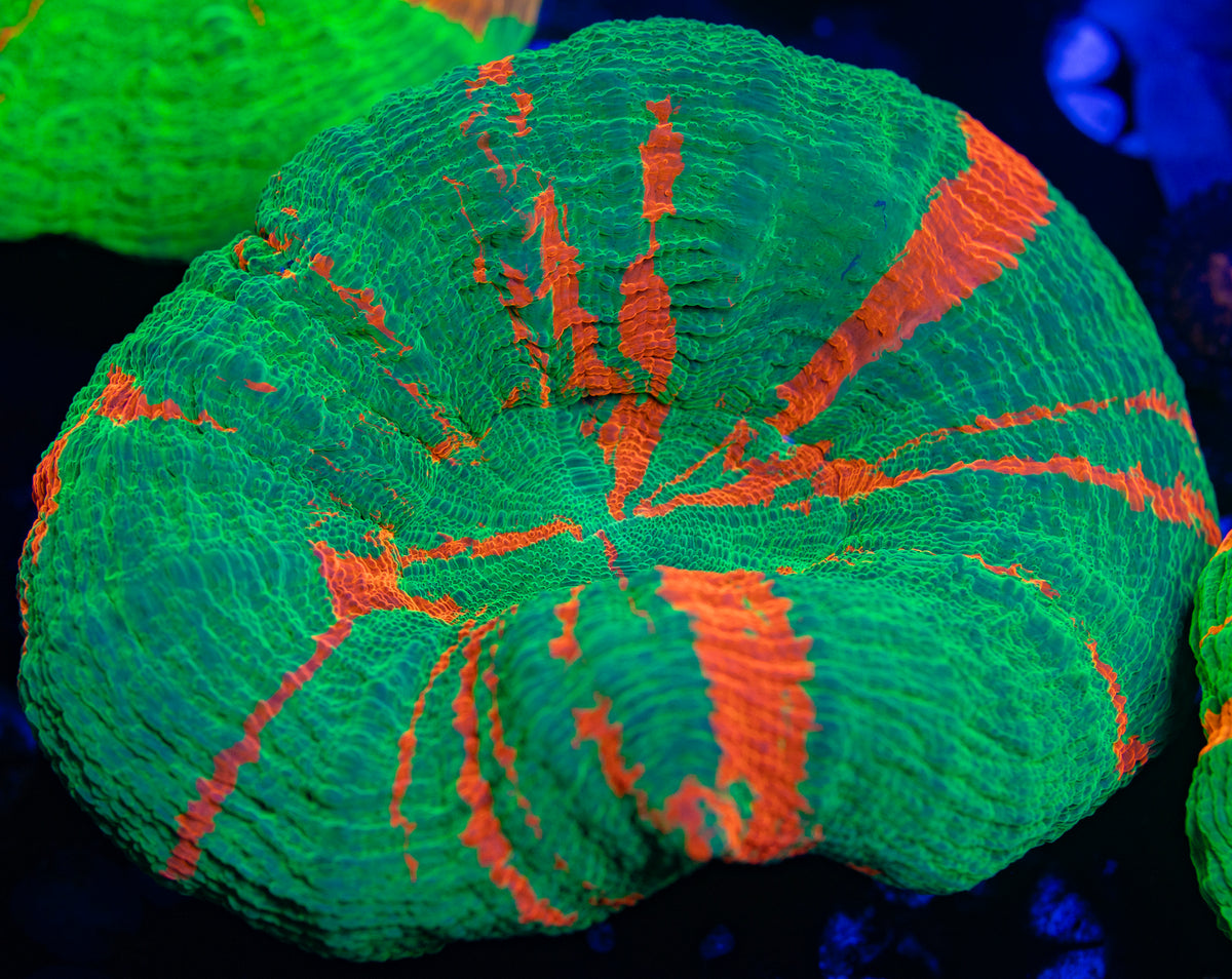 Bleeding Apple Scoly – Thirstysreef
