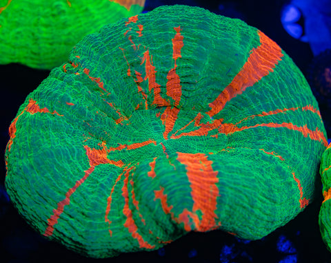 Bleeding Apple Scoly