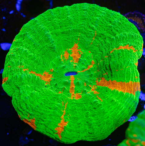 Bleeding Apple Scoly