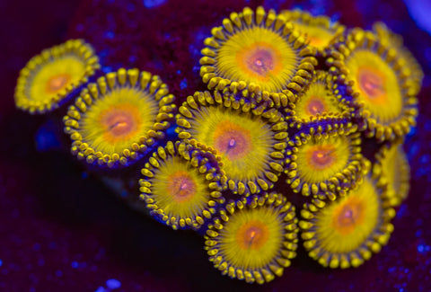 WWC Golden Gods Zoa Frag