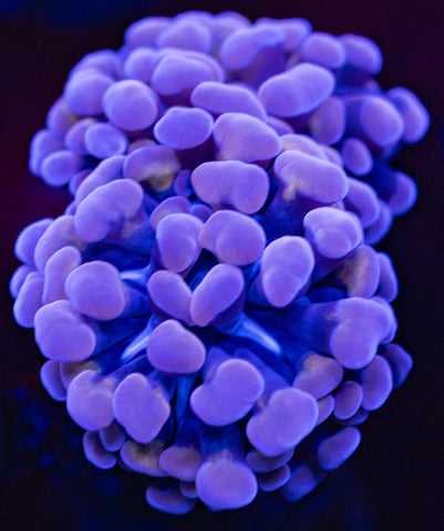 Purple Gold Branching Hammer (Double)