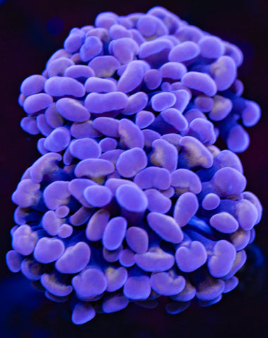 Purple Gold Branching Hammer (Double)