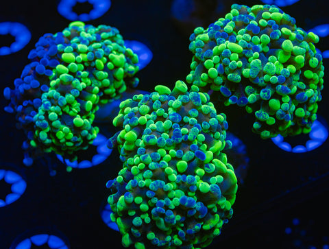 Splatter Hammer XL Aquacultured