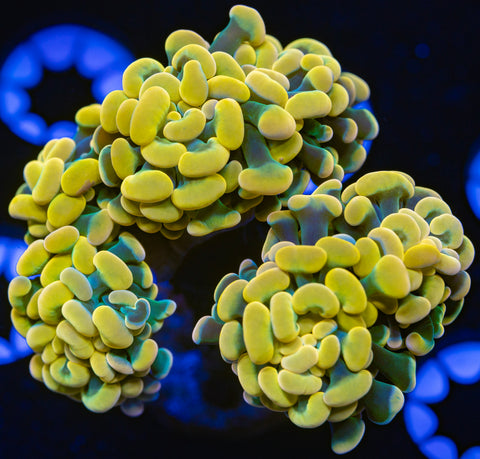 Gold Branching Hammer (Multihead)