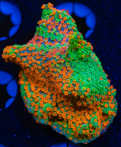 JF Dizzy Spell Grafted Montipora