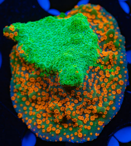 JF Dizzy Spell Grafted Montipora