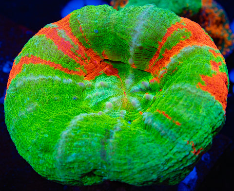 Bleeding Apple Scoly