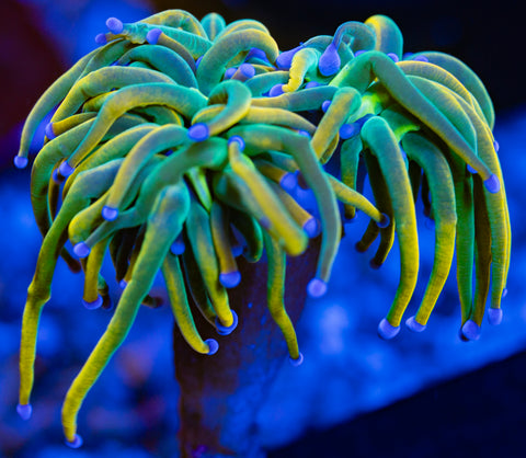 Rapunzel Torch (Splitting Head)