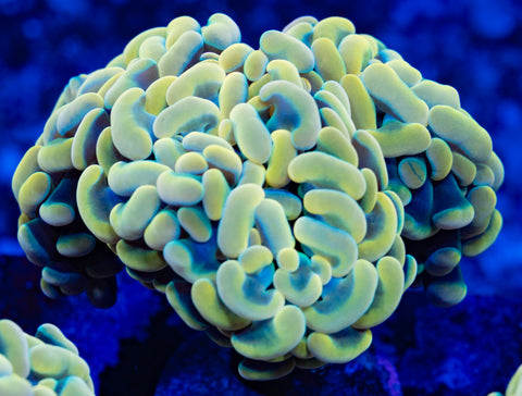 Lemon Lime Branching Hammer (Multihead)