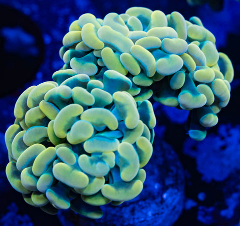 Lemon Lime Branching Hammer (Double)