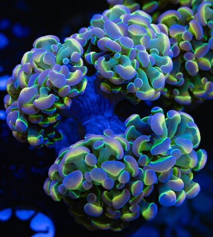 Hologram Branching Hammer (Multiple Heads)