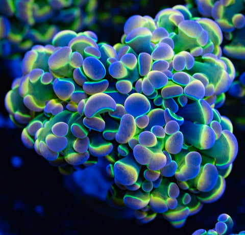 Hologram Branching Hammer (Splitting)