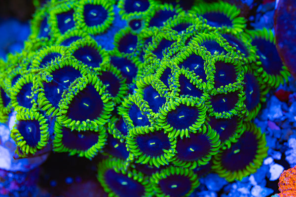 Purple People Eater Paly (PPE)