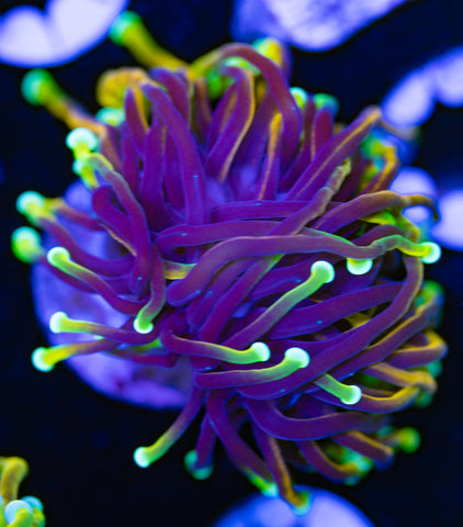 Dragon Soul Torch Coral