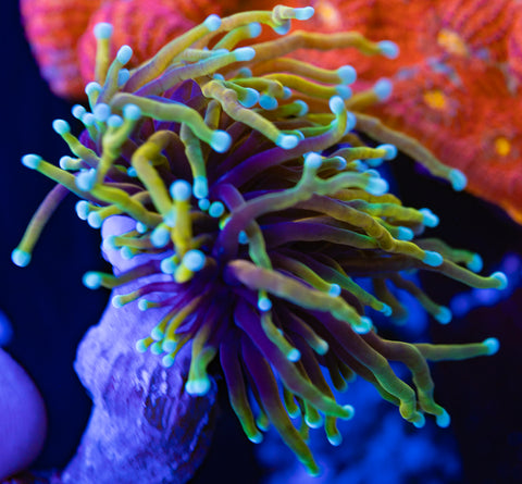 Dragon Soul Torch Coral