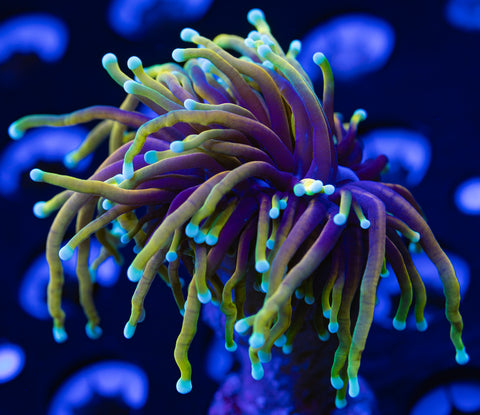 Dragon Soul Torch Coral