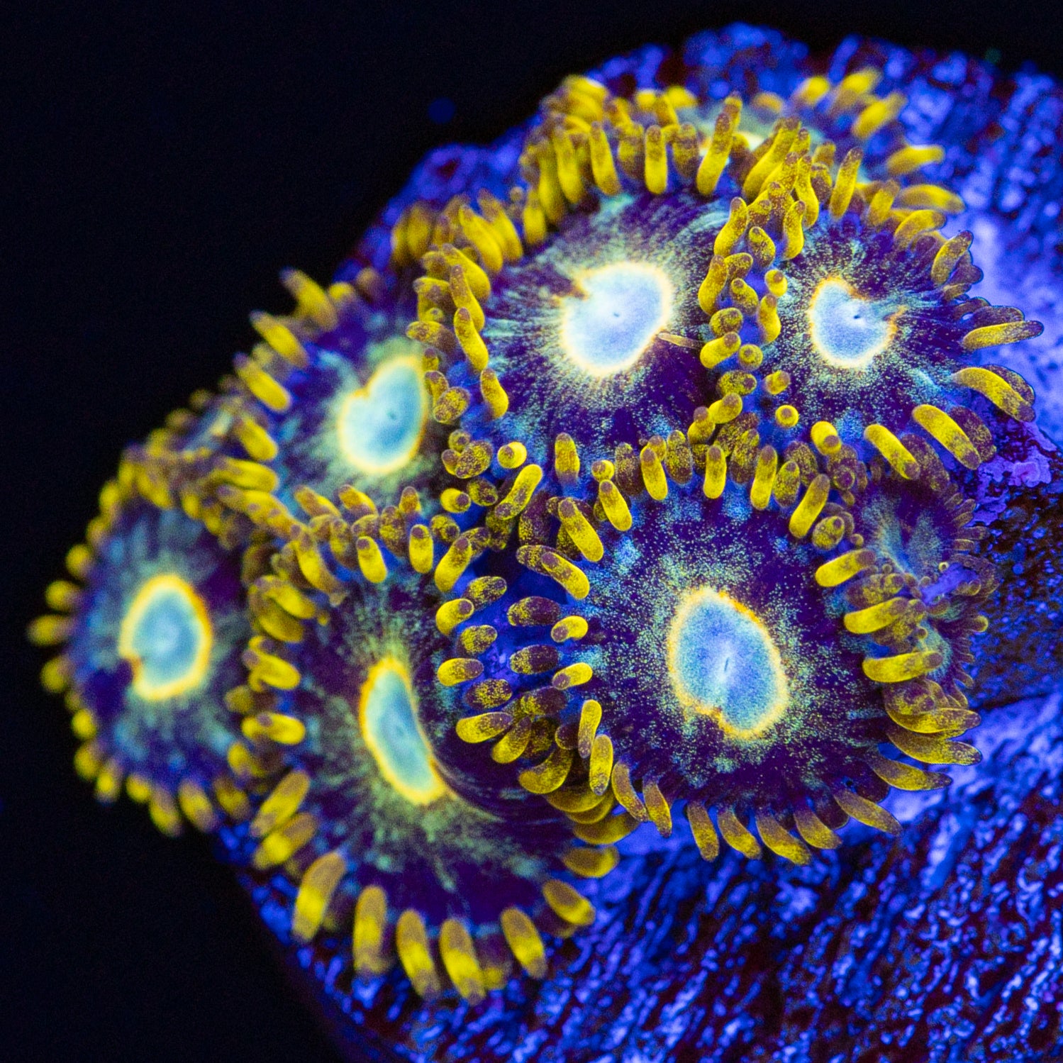 Murder Hornet Zoa