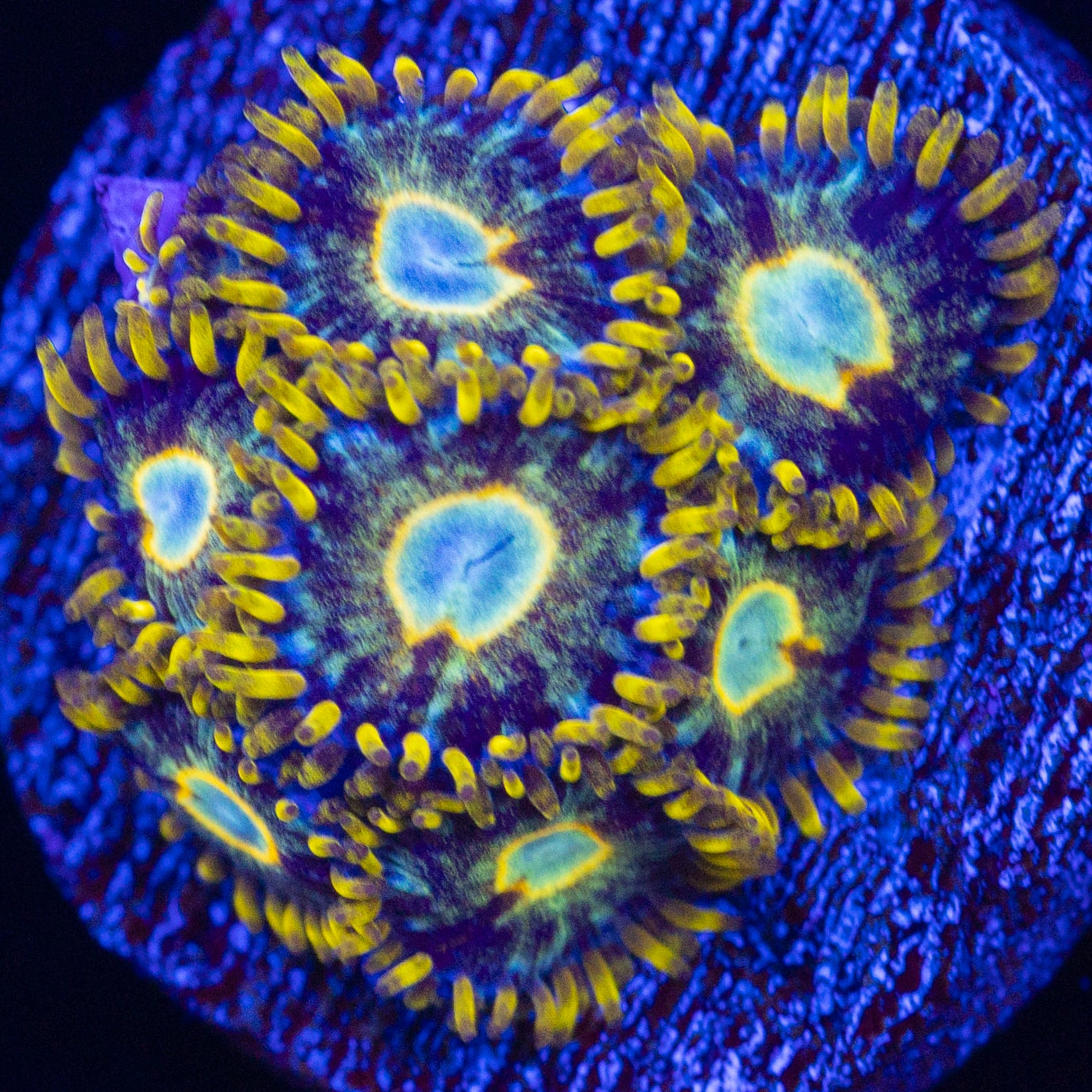 Murder Hornet Zoa