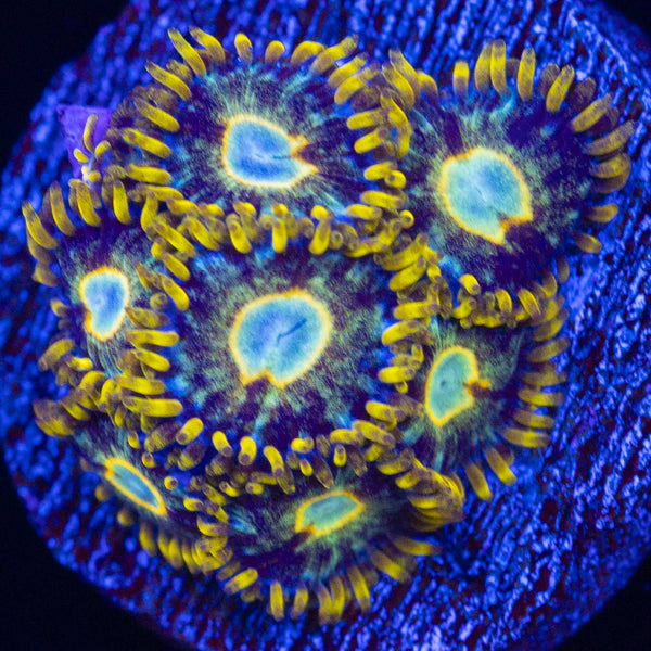 Murder Hornet Zoa