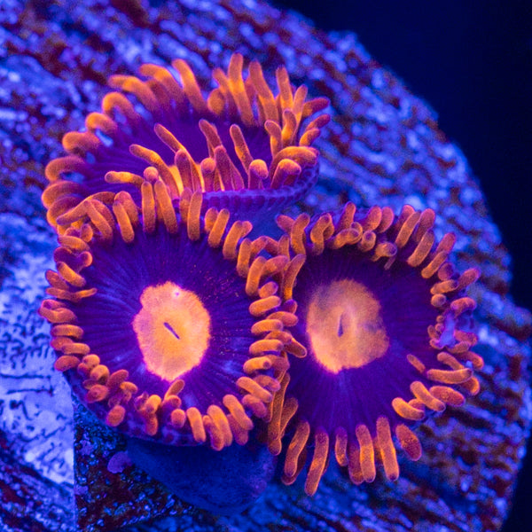 My Clementine Zoa