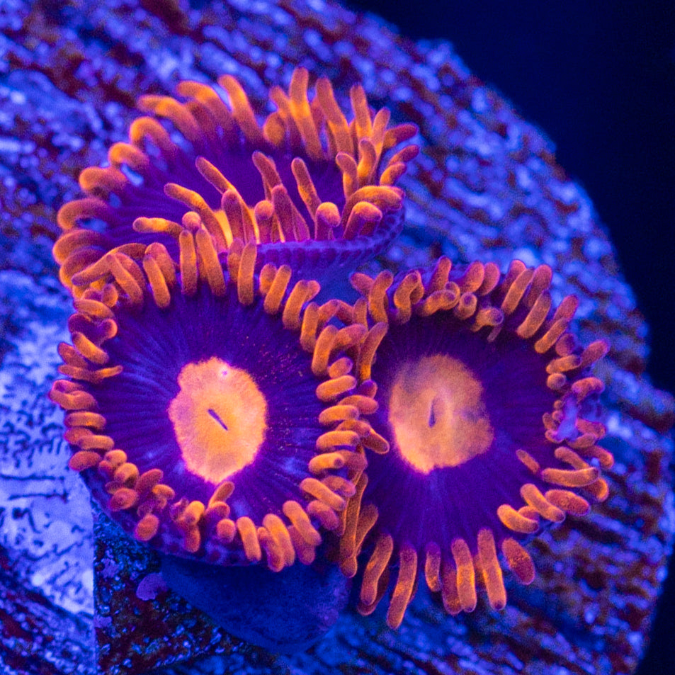 My Clementine Zoa