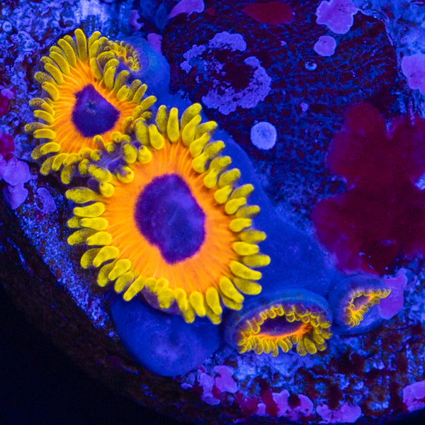 Great Owl Zoa
