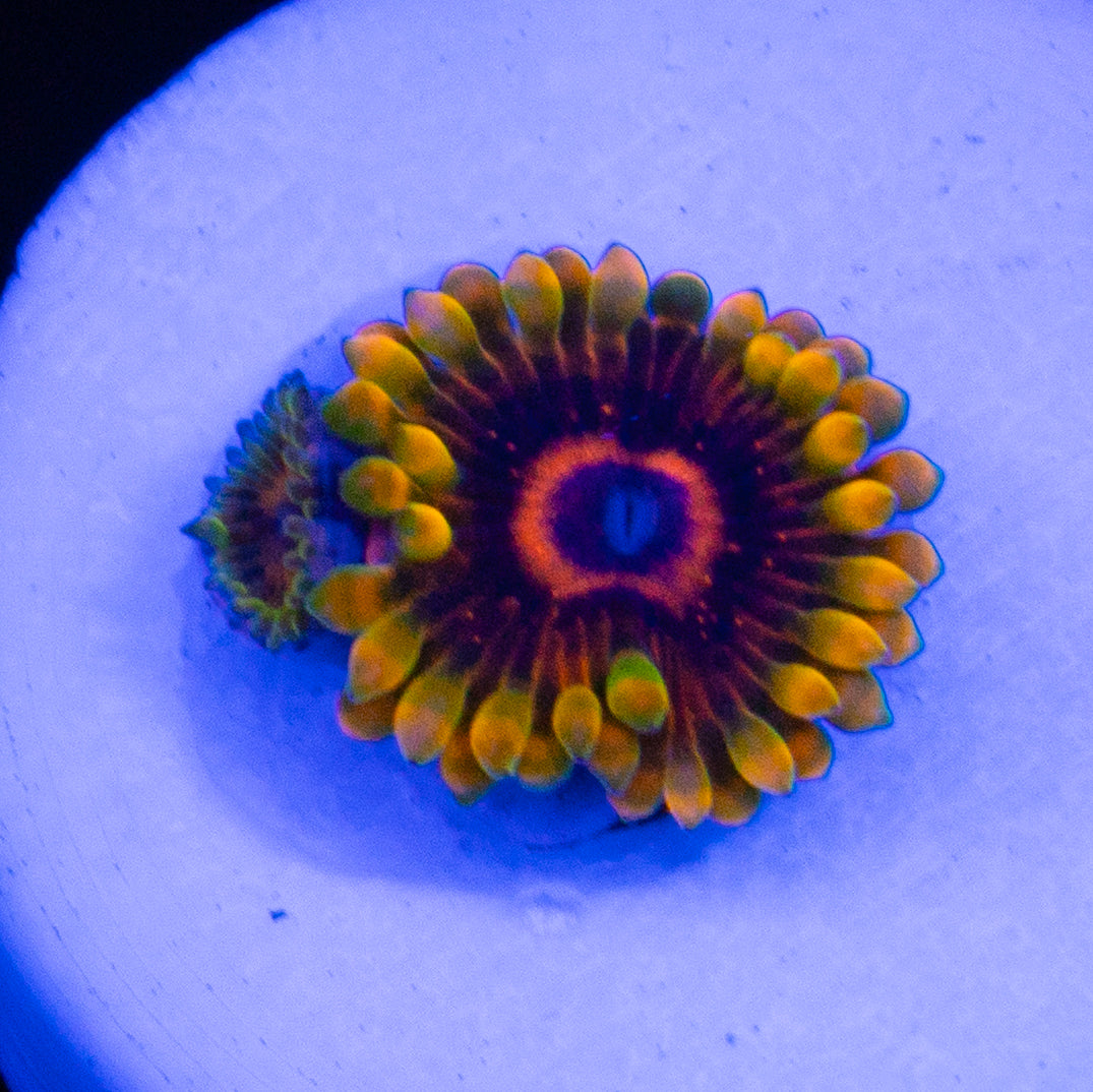Jedi Mind Trick Zoa