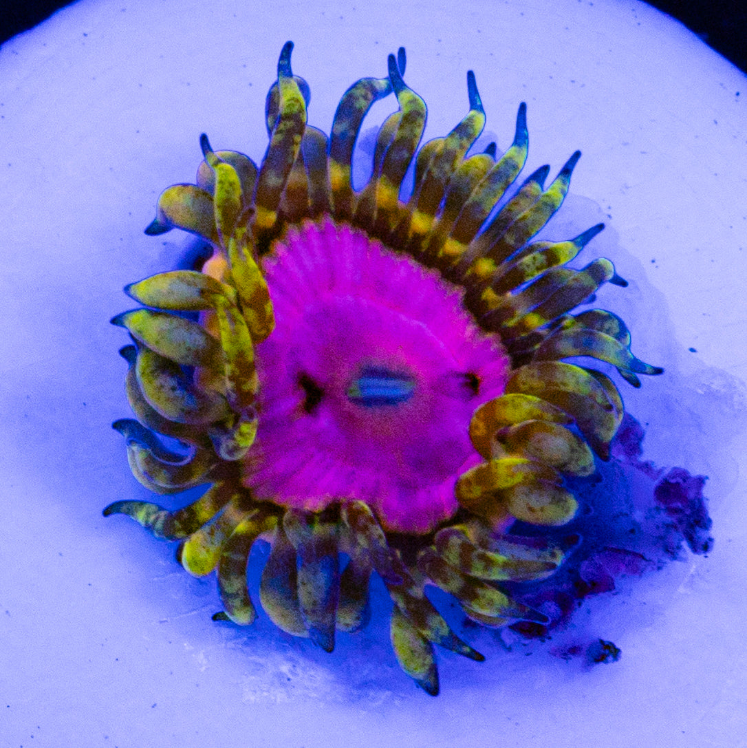 Pink Diamond Zoa