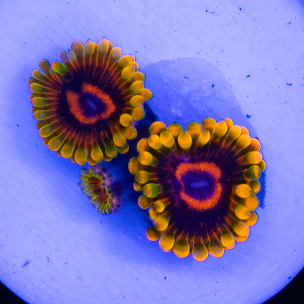 Jedi Mind Trick Zoa