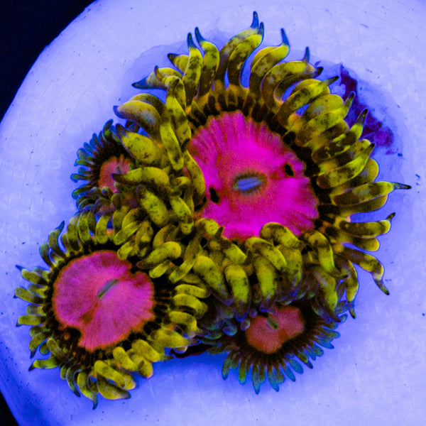 Pink Diamond Zoa