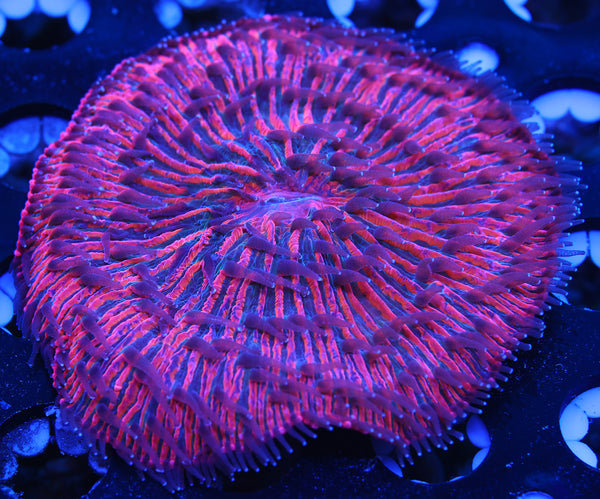 Twizzler Fungia Plate