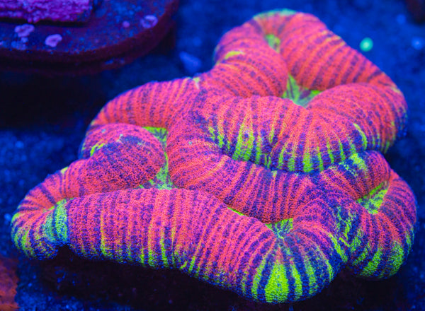 Tiger Striped Lobo