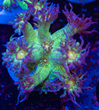 Glitterbomb Goniopora Frag