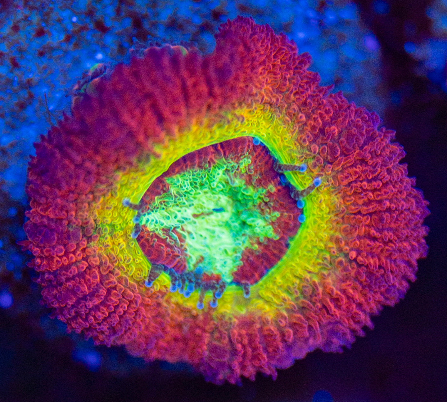 Rainbow Acan Frag